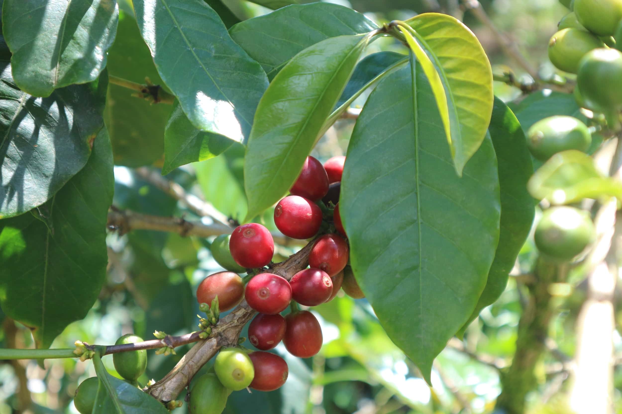 Biodiversity & Better Coffee