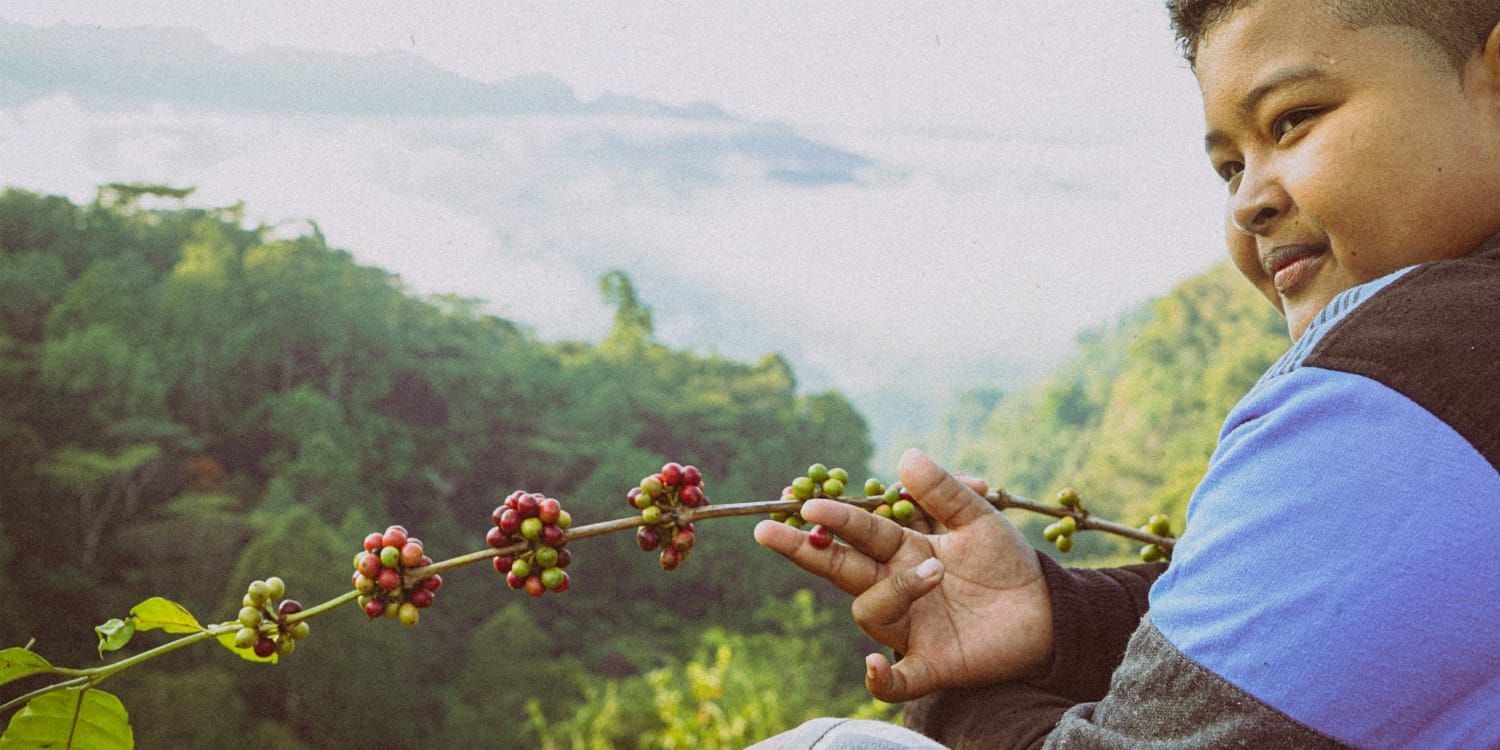Discovering Sapan: The Unique High Altitude Flavor of Torajan Coffee