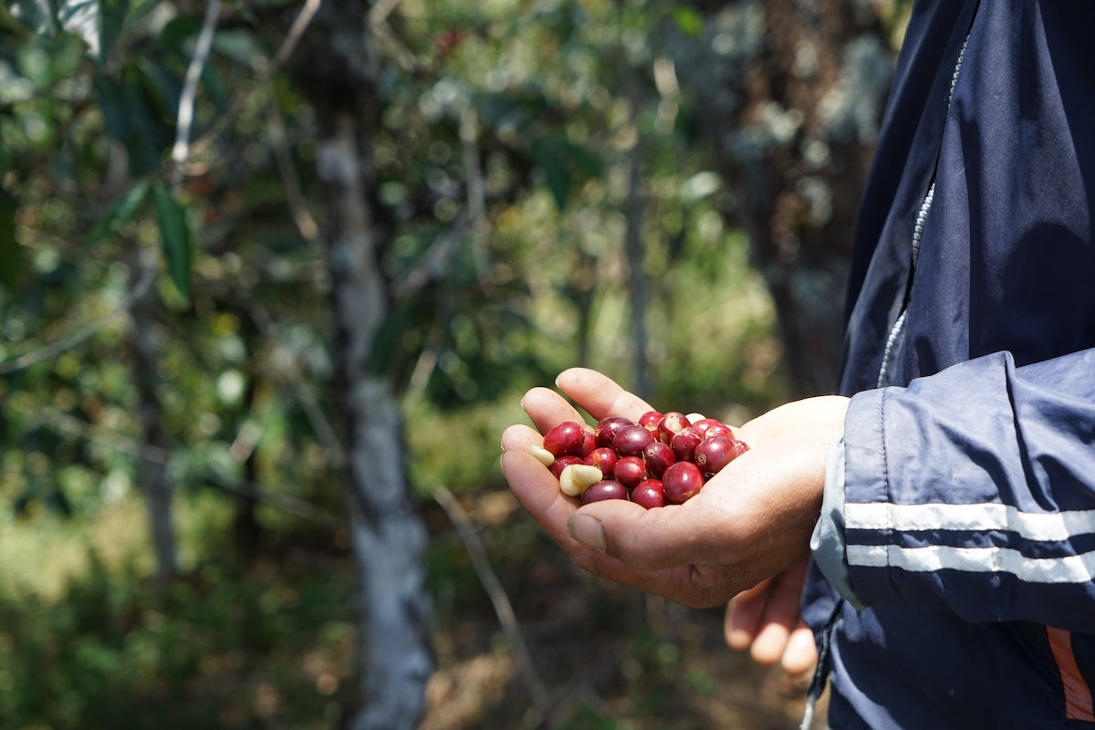 Indonesian Coffee and the Magic of Mountain Farming