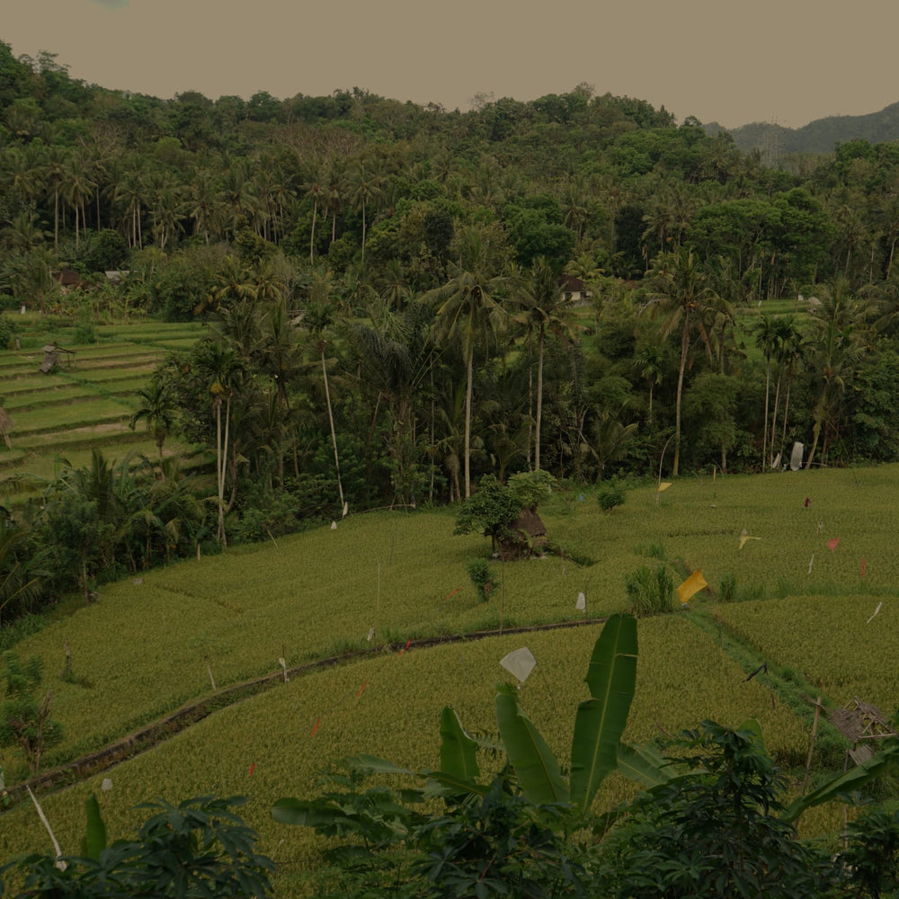 Toraja Mountain Coffee