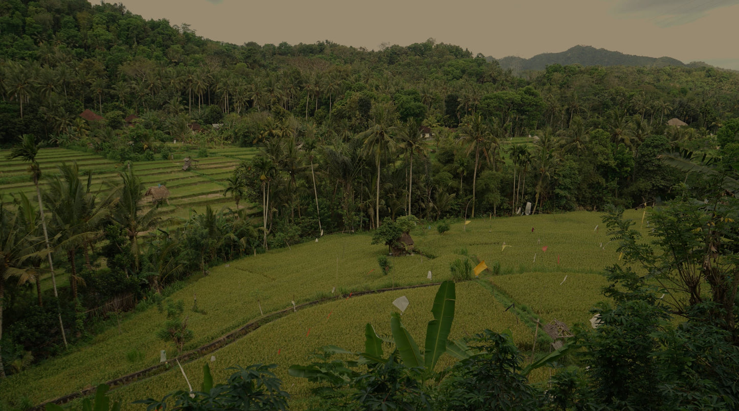 Toraja Mountain Coffee