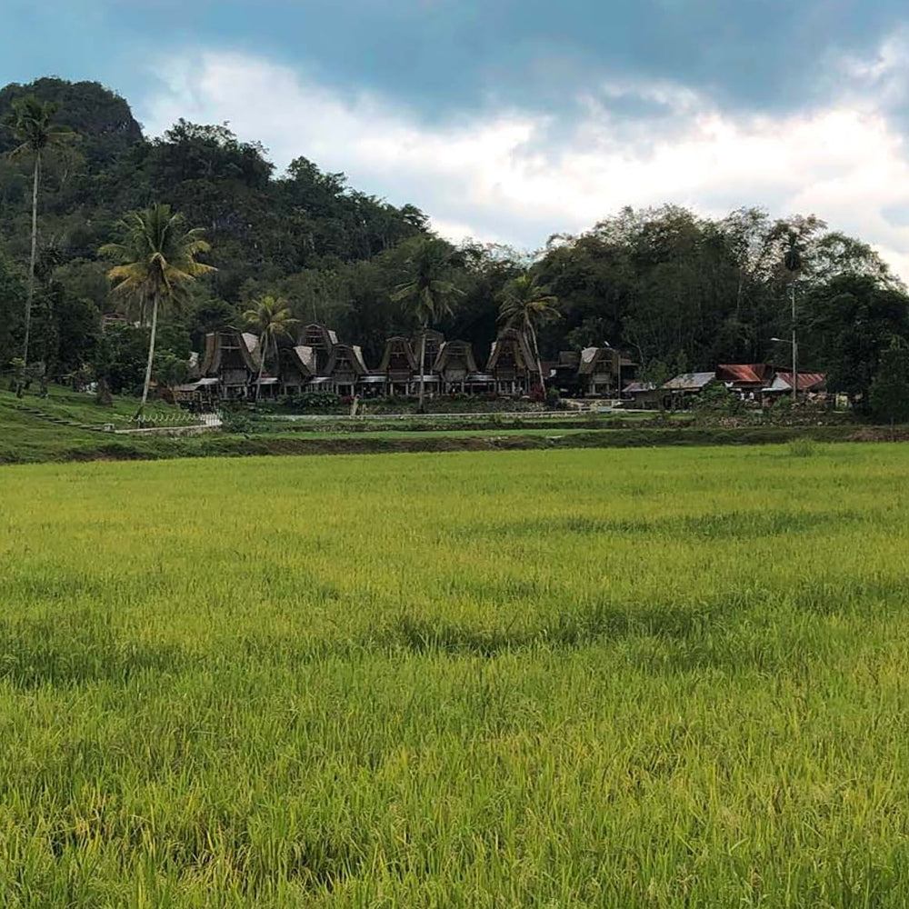 Toraja Mountain Coffee