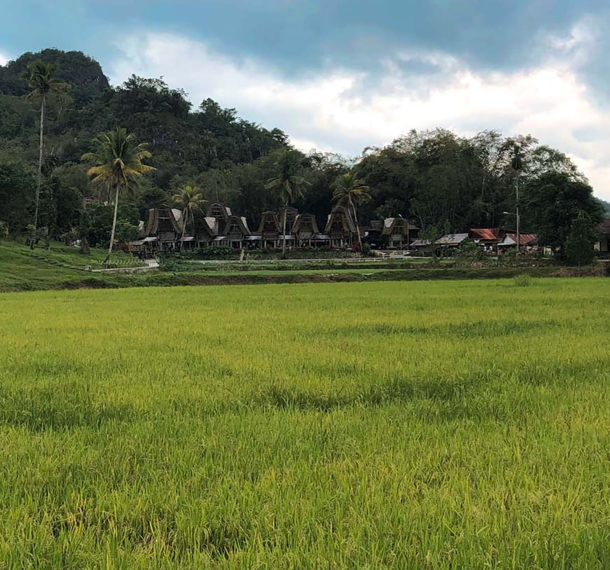 Toraja Mountain Coffee